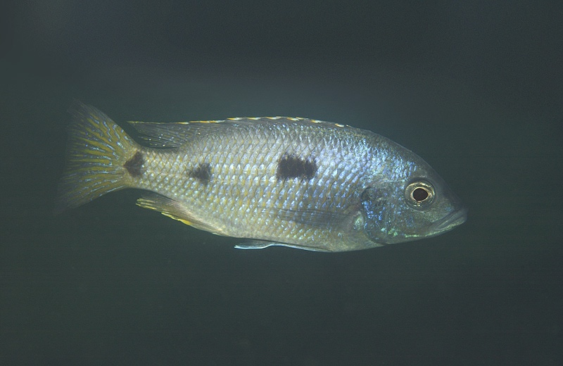 Otopharynx ovatus 'Nkhomo Reef'
